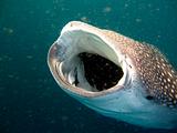 Djibouti - Whale Shark in Djibouti - 09